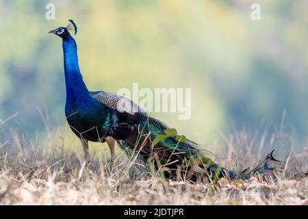 Un mâle indien (Pavo cristatus) du parc national de Kanha, Madhya Pradesh, inde. Banque D'Images