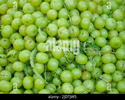 Pile de fruits frais Amla, également connu sous le nom de groseilles à maquereau indiennes prêtes à être vendues sur le marché. Banque D'Images