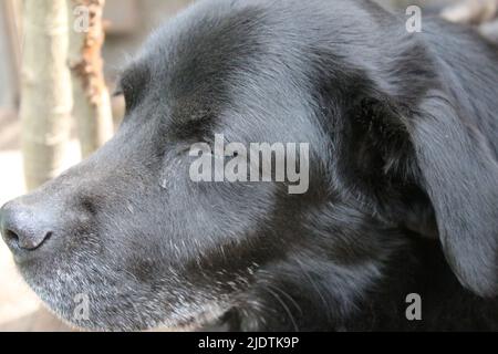 Photographie d'un Labrador retriever noir. Le vieux Labrador en gros plan. Visage, profil, yeux, oreilles, nez de chien noir. Portrait d'animal de compagnie dans le jardin. Photographie Banque D'Images