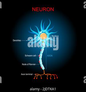 Structure du neurone du cerveau. Anatomie biologique de la cellule neurone. Corps cellulaire, dendrites et un seul axon. Neurone sur fond sombre. Diagramme vectoriel Illustration de Vecteur