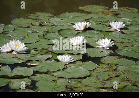 Nymphaea alba dans un lac. Banque D'Images