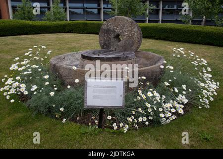 Pyrèthre Source d'insecticides pyréthroid poussant autour de l'ancien moulin à cidre sur le domaine de Rothamsted, Harpenden Hertfordshire Angleterre Royaume-Uni Banque D'Images