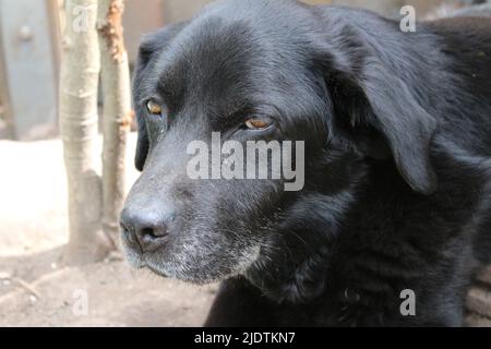 Photographie d'un Labrador retriever noir. Le vieux Labrador en gros plan. Visage, profil, yeux, oreilles, nez de chien noir. Portrait d'animal de compagnie dans le jardin. Photographie Banque D'Images