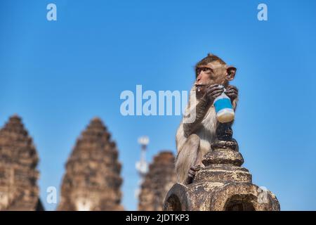 Un jeune singe boit du lait avec un temple bouddhiste en arrière monkeypox Banque D'Images