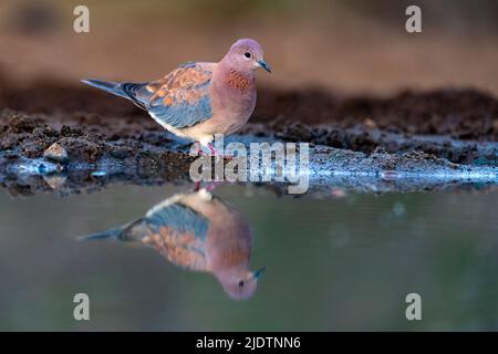 La colombe rieuse (Streptopelia senegalensis) de Zimanga, Afrique du Sud. Banque D'Images