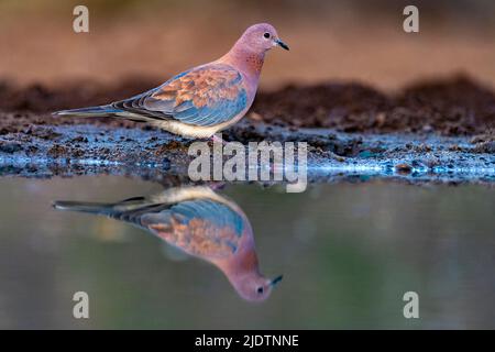 La colombe rieuse (Streptopelia senegalensis) de Zimanga, Afrique du Sud. Banque D'Images