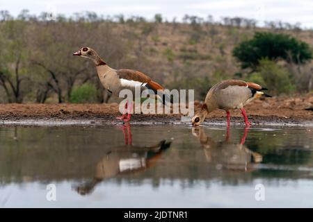 Paire d'oies égyptiennes (Alopochen aegyptiaca) dans un étang de la réserve privée de Zimanga, Afrique du Sud. Banque D'Images