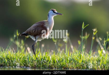 Jacana africaine juvénile (Actophilornis africanus) de Zimanga, Afrique du Sud. Banque D'Images