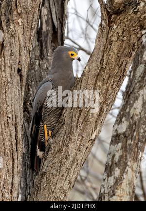 Buse d'Harrier africaine (Polyboroides typus) essayant de voler un nid d'étoiles dans le parc national Kruger, en Afrique du Sud. Banque D'Images