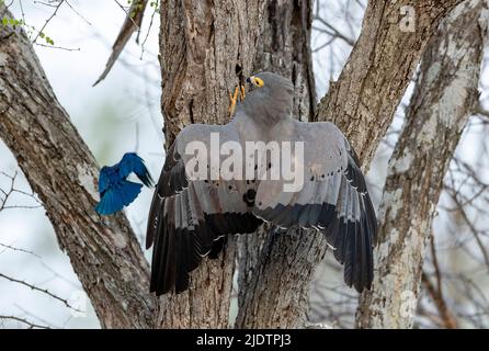 Buse d'Harrier africaine (Polyboroides typus) essayant de voler un nid d'étoiles dans le parc national Kruger, en Afrique du Sud. Banque D'Images