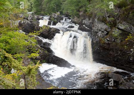 Rogie Falls (gaélique : EAS Rothagaidh), cascades sur l'eau Noire, rivière à Ross-shire dans les Highlands d'Écosse. Banque D'Images