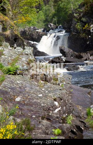 Rogie Falls (gaélique : EAS Rothagaidh), cascades sur l'eau Noire, rivière à Ross-shire dans les Highlands d'Écosse. Banque D'Images