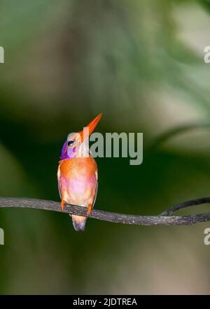 Sulawesi nain kingfisher (Ceyx fallax) du parc national de Tangkoko, nord de Sulawesi, Indonésie Banque D'Images