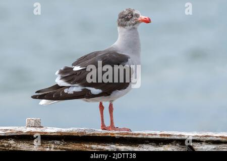 Goéland dauphin (Leucophaeus scoresbii) de Punta Arenas, Chili. Banque D'Images