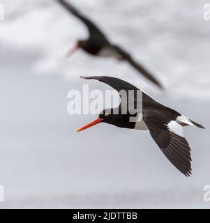 Pied oystercatcher (Haematopus longirostris) à Sea Lion Island, dans les îles Falkland. Banque D'Images