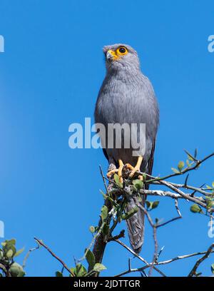 Kestrel gris (Falco ardosiaceus) de Maasai Mara, Kenya. Banque D'Images