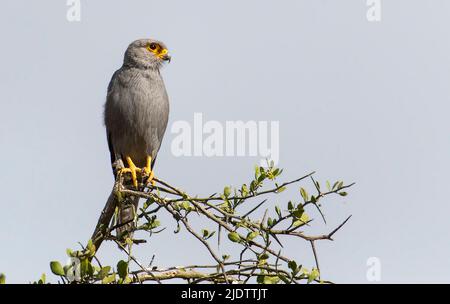 Kestrel gris (Falco ardosiaceus) de Maasai Mara, Kenya. Banque D'Images