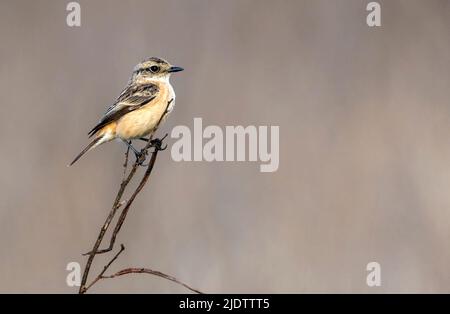 Femelle de la stonechat commune (Saxicola torquatus) du parc national de Pench, Madhya Pradesh, Inde. Banque D'Images