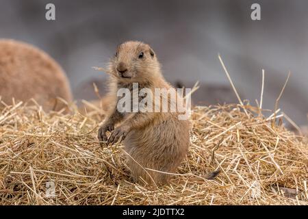 Vue unique sur un chien des Prairies, assis à l'observation au Five Sisters Zoo d'Écosse Banque D'Images