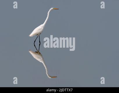 Grand Egret (Ardea alba) du PN de kaziranga, Inde. Banque D'Images