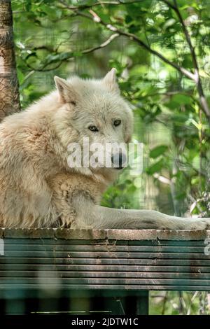 Loup arctique regardant le zoo de Five Sisters en Écosse Banque D'Images