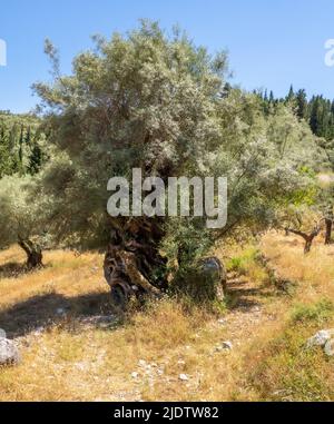 Vieux olivier et roche dans une oliveraie dans les montagnes de Lefkada dans les îles Ioniennes de Grèce Banque D'Images