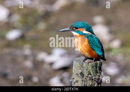 Kingfisher mâle (Alcedo Atthis) perçant sur un poste en bois, Angleterre, Royaume-Uni Banque D'Images