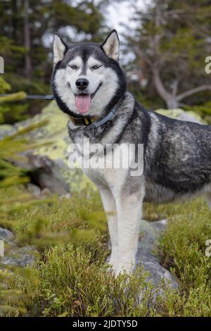 Portrait d'un chien Husky sibérien aux yeux bleus, souriant, dont la langue dépasse en arrière-plan de la forêt Banque D'Images