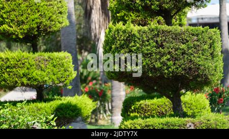 Thuja vert cultivé sous forme de cercles dans la cour Banque D'Images