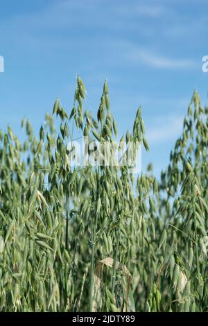 Avoine verte (Avena sativa) ou avoine commune dans le domaine agricole en été. Banque D'Images