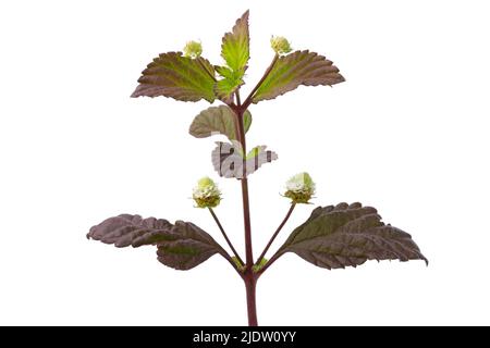 Aztèque douce herbe avec des fleurs blanches gros plan sur fond blanc Banque D'Images