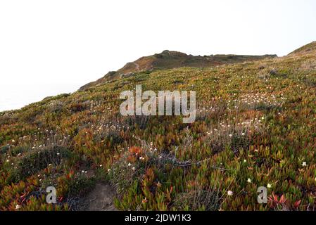 Rochers côtiers et falaises couverts de végétation verte et fleurs de printemps en fleur dans la réserve naturelle près de Cabo da Roca au Portugal Banque D'Images