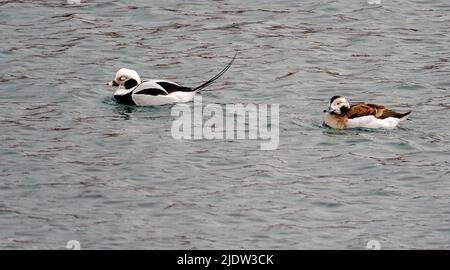 Paire de canards à queue longue (Clangula hyemalis) du port de Vardø, Finnmark, Norvège. Banque D'Images