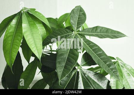 Pachira aquatica (guiana Chestnut ou Money Tree) feuilles de près Banque D'Images