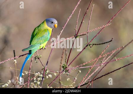 Femelle de parakeet à tête prune (Psittacula cyanocephala) se nourrissant de petites graines dans les buissons denses du parc national de Pench, Madhya Pradesh, Inde. Banque D'Images