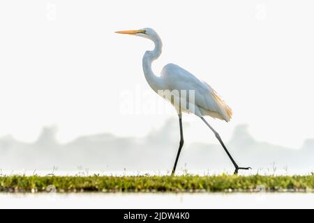 Grand aigreet (Ardea alba) de Zimanga, Afrique du Sud. Banque D'Images