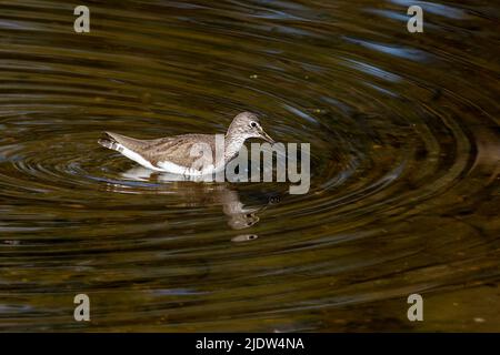 Ponceuse commune (Actitis hypoleucos) du parc national de Kanha, Madhya Pradesh, Inde. Photo de février 2019. Banque D'Images