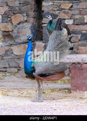 Jeune homme paon (Pavo cristatus) en exposition à Chanoud, Inde. Banque D'Images