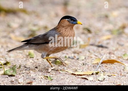 Brahminy Starling (Sturnia pagodarum) de la région de Jawai, Rajasthan, Inde. Banque D'Images