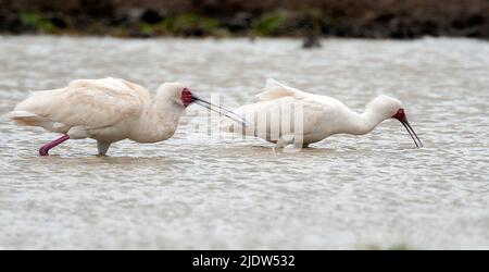 Alimentation de spatules africaines (Platalea alba) à Sweetwatres, Kenya Banque D'Images