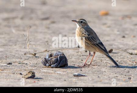 pipit africaine (Anthus lacuum) de Maasai Mara, Kenya. Banque D'Images