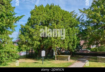 Arbre de Yew à l'église Sainte-Marie-la-Vierge, Overton-on-Dee, Wrexham, pays de Galles Banque D'Images