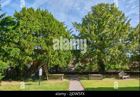 Arbres de Yew à l'église Sainte-Marie-la-Vierge, Overton-on-Dee, Wrexham, pays de Galles Banque D'Images