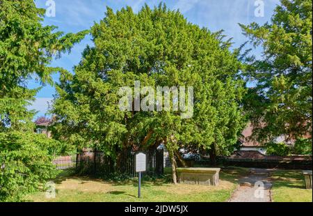 Arbre de Yew à l'église Sainte-Marie-la-Vierge, Overton-on-Dee, Wrexham, pays de Galles Banque D'Images