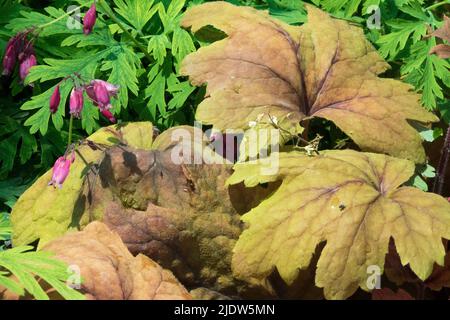 Foamy Bells Heucherella 'Sweet Tea' Heucherella Leaves Purple Flowers Dicentra formosa printemps Hardy pérenne feuillage décoratif plantes de jardin Banque D'Images