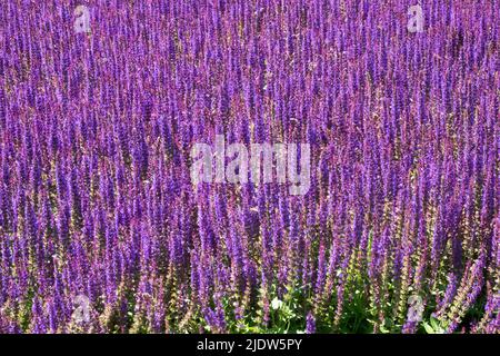 Fond violet, prairie, Salvias, Salvia nemorosa, Salvia Ostfriesland fleurit en juin Banque D'Images