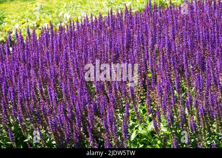 Salvia nemorosa 'Ostfriesland',Salvia Ostfriesland, Violet, prairie, fleurs, fleurs, Jardin Banque D'Images