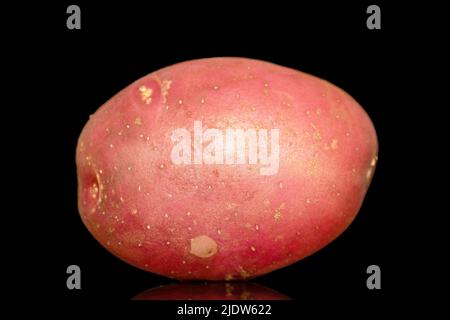 Une pomme de terre rose non pelée, en gros plan, isolée sur fond noir. Banque D'Images