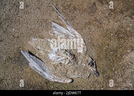 Mouette juvénile en décomposition morte / mouette de mer partiellement enterrée dans le sable de mer sur la plage Banque D'Images