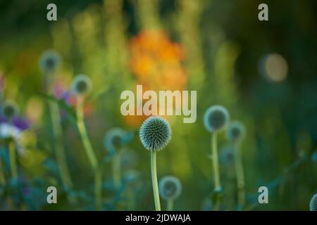 Blue Globe Thistle fleurs, échinops et statwart vivaces en pleine nature. Bouquet de fleurs sauvages en croissance et floraison dans un champ dans Banque D'Images